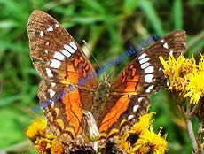 Anartia amathea