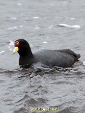 Andean Coot