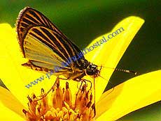 Delicate skipper