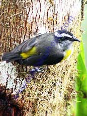 Bananaquit