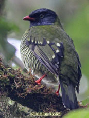 Barred Fruiteater