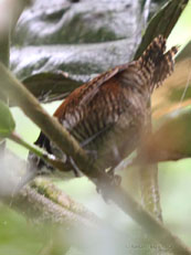 Bay Wren