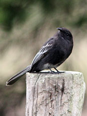 Black-Phoebe_Sayornis-Nigricans