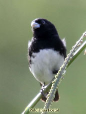 Black-and-white Seedeater