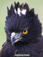 Black Hawk-Eagle