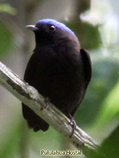 Blue-crowned Manakin