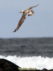 Blue-footed Boocy