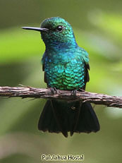 Blue-tailed-Emerald - Chlorostilbon-melanorhynchus