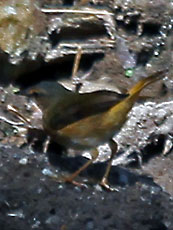 Buff-rumped-Warbler