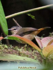 Buff-rumped Warbler