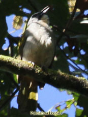 Buff-throated  Saltator