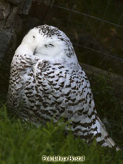 Snowy Owl