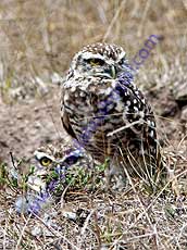 Burrowing-Owl