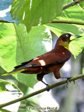 Casqued Oropendola