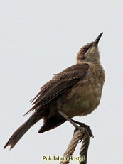 Chatham Mockingbird_Nesomimus Melanotis