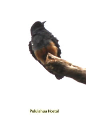 Swallow-winged Puffbird