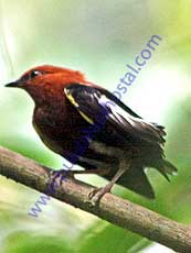 Club-winged-Manakin