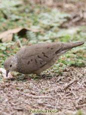 Common Ground Dove