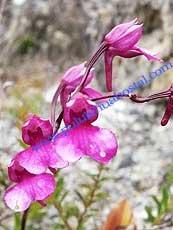 Comparettia falcata