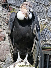 Andean Condor