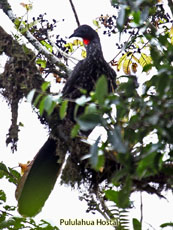 Crested Guan