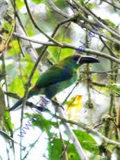 Crimson-rumped-Toucanet