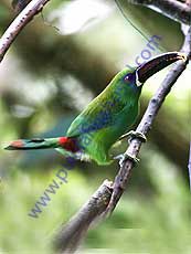 Crimson-rumped_Toucanet