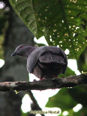 Dusky-Pigeon