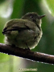 Dwarf Tyrant-Manakin