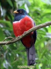 Ecuadorian Trogon