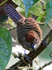 Fasciated-Antshrike