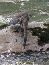 Fasciated Tiger Heron - Tigrisoma fasciatum