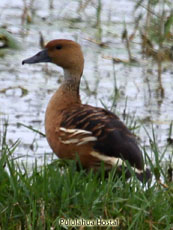 Fulvous Whistling Duck