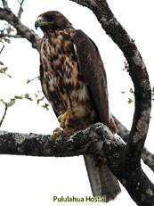 Galapagos Hawk