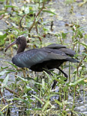 Glossy Ibis