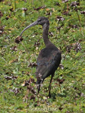 Glossy Ibis