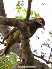 Golden-olive Woodpecker