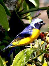 Golden-rumped-Euphonia