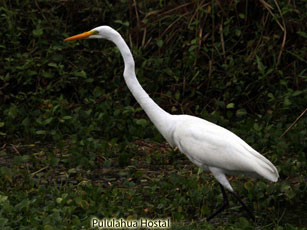 Great Egret