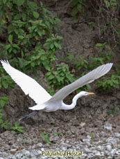 Great Egret