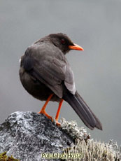 Great thrush