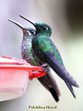 Green-crowned Brilliant