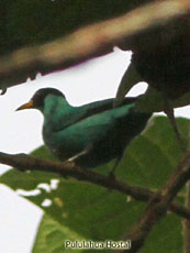 Green Honeycreeper-Male