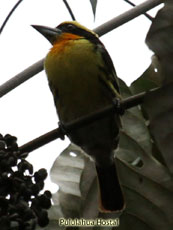 Guilded Barbet