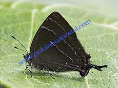 Hairstreak sp