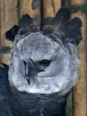 Harpy Eagle