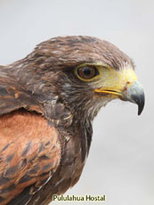 Harris Hawk