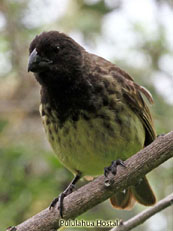 Large Tree-finch_Camarhynchus psittacula