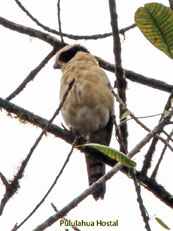 Laughing Falcon_Herpetotheres cachinnans