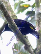 Lemon-rumped-Tanager